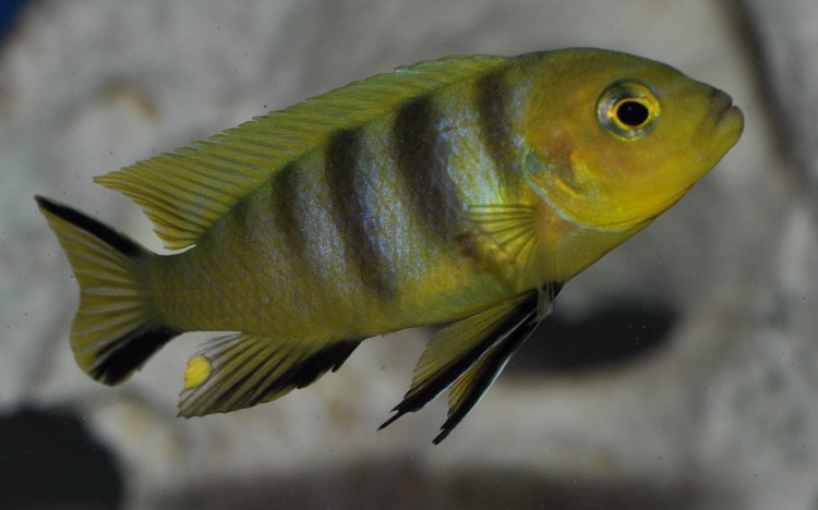 Cynotilapia sp. 'lion' Mara Rocks